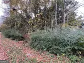MediaURL