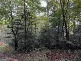 MediaURL